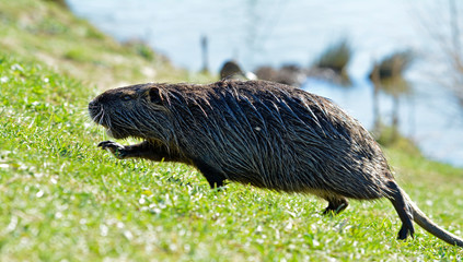 nutria am teichufer