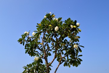 Magnolia tree against a blue sky