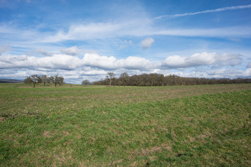 Small grove behind a wide green pasture.