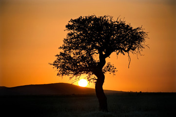 Fototapeta na wymiar black tree background during a orange sunset - Goreme Turkey