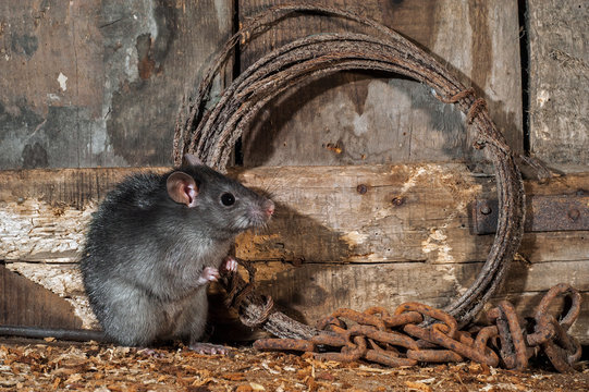 Black rat (Rattus rattus) foraging in old barn / shed / stable