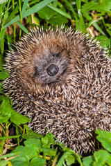 Cute European hedgehog (Erinaceus europaeus) curled up in meadow and showing face