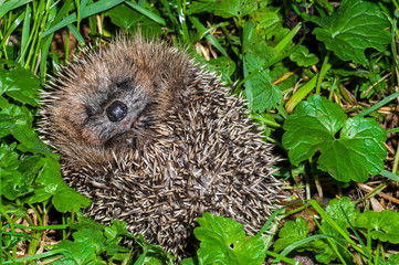 Cute European hedgehog (Erinaceus europaeus) curled up in meadow and showing face