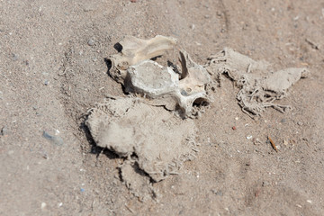 Ancient Cloth and Human Bone