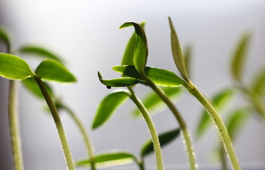 Fototapeta na wymiar young pepper sprouts reaching for sunlight