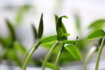 young pepper sprouts reaching for sunlight