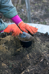 planting and fertilizing seedlings of barberry in pots