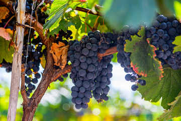 grapes on the vine