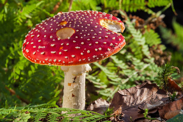 Fly agaric / fly amanita (Amanita muscaria) close up in forest in autumn / fall
