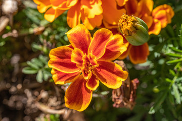 orange flower
