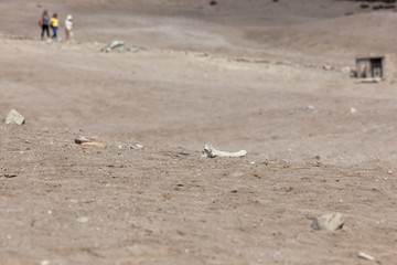Bone Fragments in the Sand