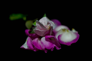 little rose with a lot of petals in the black background 