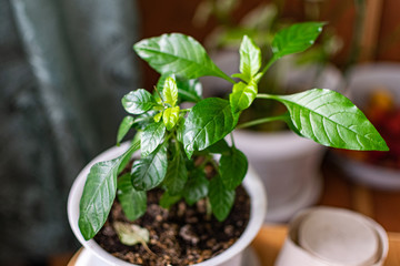 Home plants and flowers on the old windowsill, different vegetation in vintage pots and glass jars with earth and water