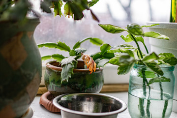 Home plants and flowers on the old windowsill, different vegetation in vintage pots and glass jars with earth and water