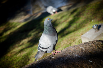  pigeons in the park