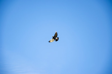  pigeons in the park