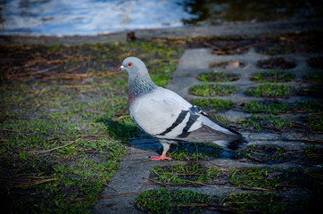  pigeons in the park