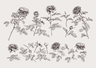 Set with roses. Botanical vector illustration.Black and white.