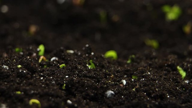 Spring Timelapse of Growing plant, Sprouts Germination