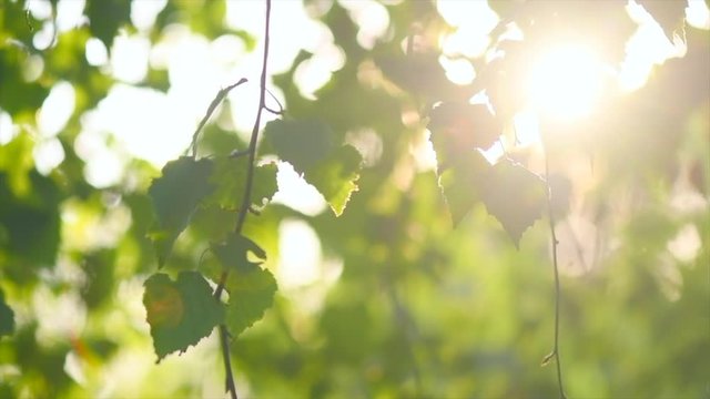 Nature background. Sun flare. Beautiful spring Sun shine through the birch tree green leaves. Blurred abstract bokeh with sun flare. Sunlight. Beams of light. Environment backdrop. Slow motion 4K