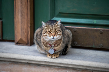 cat with pendant