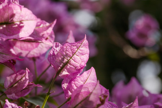 pink flower in the garden
