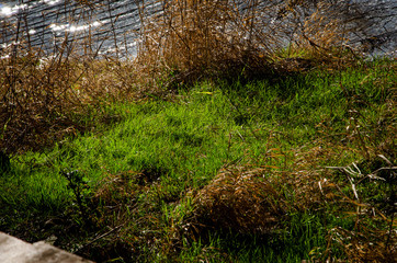 green grass