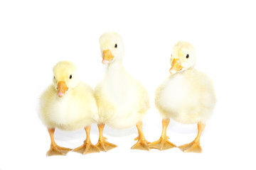 three yellow goose on a white background