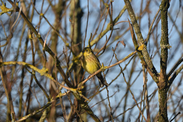 Yellowhammer ( Emberiza citrinella )