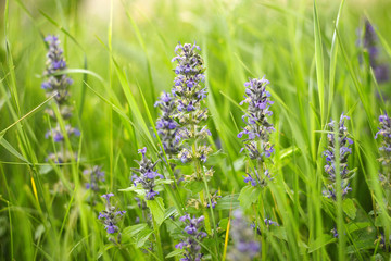purple wildflowers on the meadow in summer