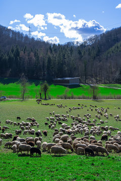 A shepherd with his sheep and dogs and even donkeys in a meadow