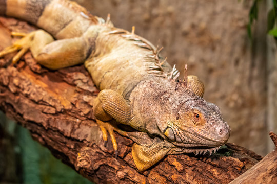 The varan lizard is resting on the wooden branch. Reptile predator.