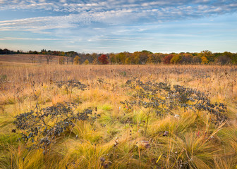 Sunset light on the golden tones of a prairie in autumn.