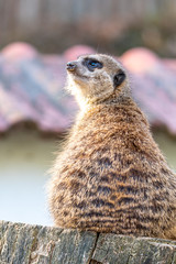 Common meerkat (Suricata suricatta) is guarding on the lookout tower. Watchful animal is standing on wooden trunk. Detail of cute creature naturally living in Africa. Small mammal animal