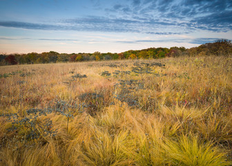 Sunset light on the golden tones of a prairie in autumn.