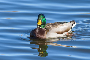 Waterfowl of Colorado. Male Mallard duck in a lake.