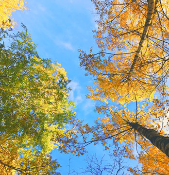 Tree trunks with yellow an...iage against a blue sk