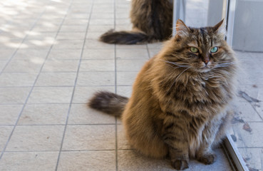 Long haired cat of siberian breed in relax in a garden