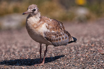 Möwe