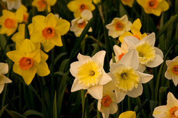 Naklejka na ściany i meble A small cluster of blooming spring daffodils.