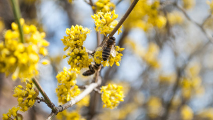 Yellow flowers. The concept of the arrival of spring.Honey production.  Flowering apple tree in spring. Blooming tree, close up. Honey Bee collects pollen from fruit tree. Dogwood tree in bloom.