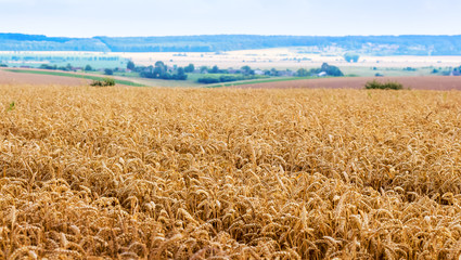 Rural landscape with wheat field and forest in the distance_