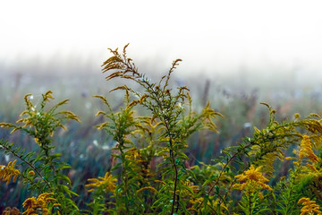 Stems of a wild flower, wet from morning fog, selective focus. landscape photo layout