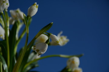  A bouquet of white spring snowdrop flowers against a blue sky. Romantic concept