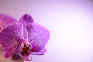Fototapeta na wymiar Pink orchid flower on a pink background in the left corner of the leaf. There is a place for text
