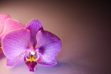 Romantic purple orchid flower in the left corner of the leaf on a pink background with backlight. There is a place for text