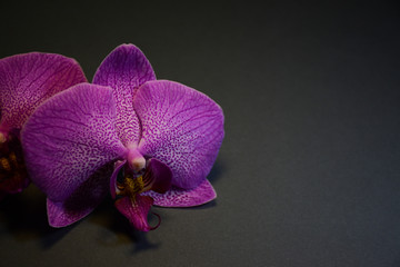 A purple orchid flower in the left corner of the leaf on a dark background. There is a place for text