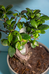 Bonsai on a blue background