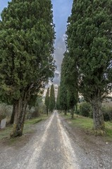 Tree-lined avenue with cypresses typical of Tuscany