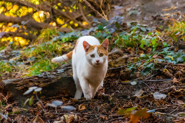 Naklejka na ściany i meble A candid shot of a young stray cat startled while sneaking in an autumn park and looking at camera